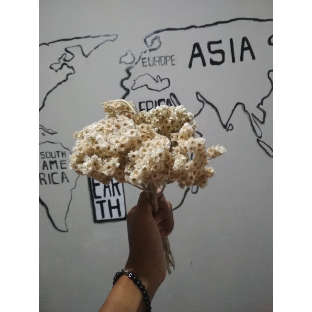 EDELWEIS PALINGMURAH EDELWEIS PALING MURAH/ BUNGA EDELWEIS ASLI MURAH/BUNGA KERING/BUKET BUNGA/DEKOR