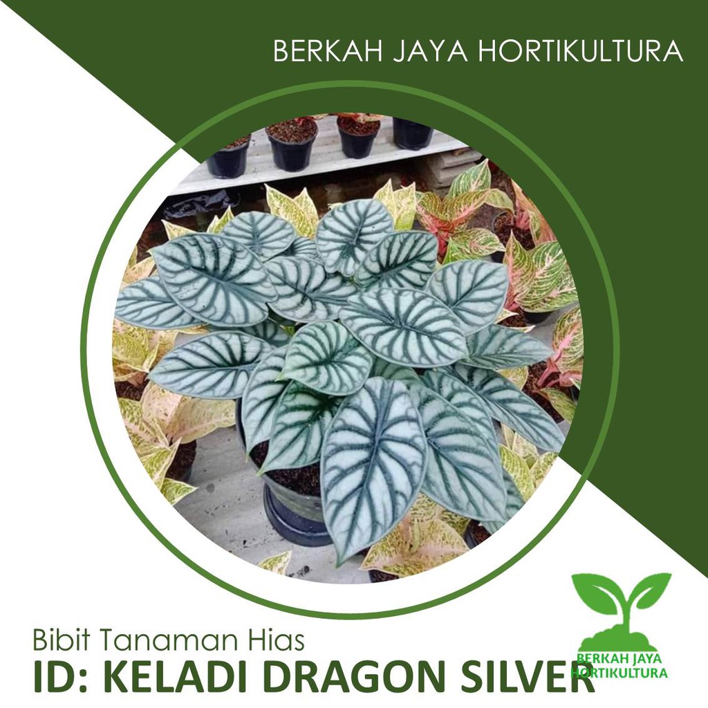 Caladium Dragon Silver Tanaman Hias Keladi Shopee Indonesia