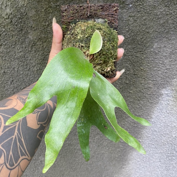 PLATYCERIUM STEMARIA