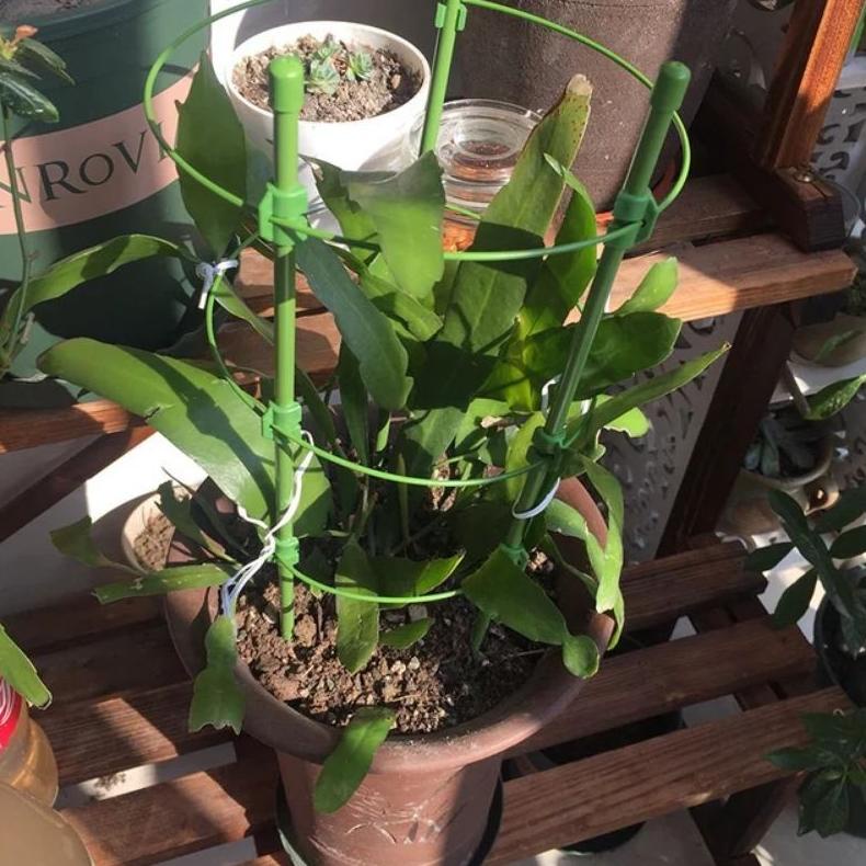 Penyangga Tanaman Rambat