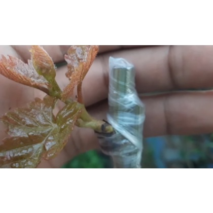 Plastik PE02 Plastik Okulasi PE 02 plastik sambung pucuk sisip okulasi cangkok susu stek