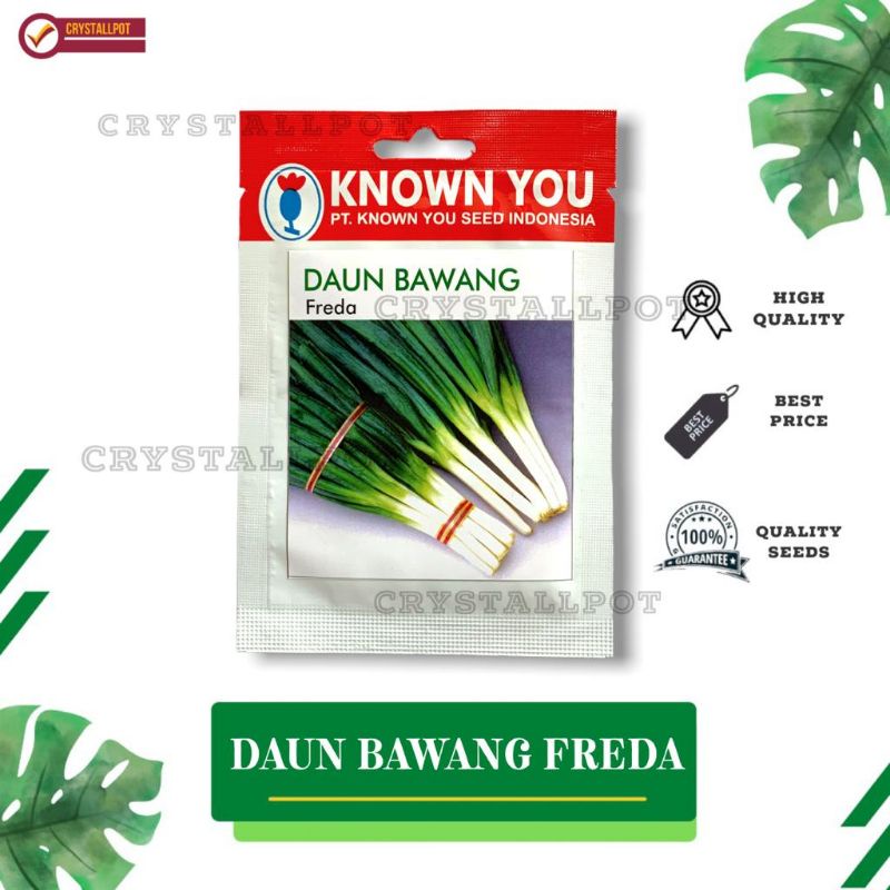 benih bibit DAUN BAWANG FREDA known you seed - KYS FREDA KEMASAN MERAH