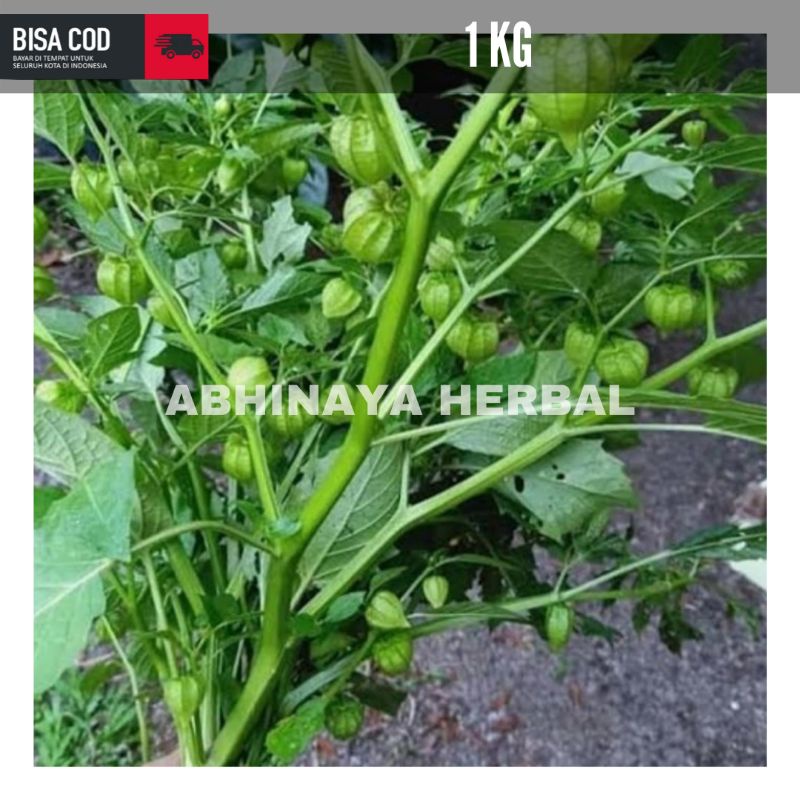 

Ciplukan segar organik / cecendet akar, batang, daun 1 kg