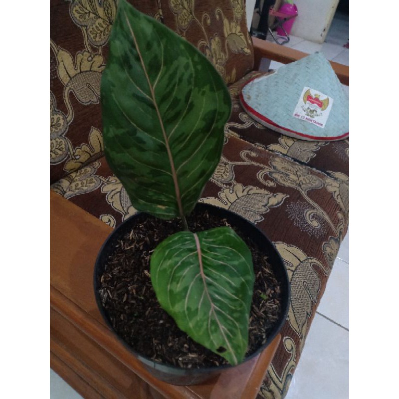 tanaman hias rotundum red army promo 1 pot  lagi