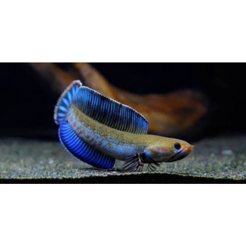 baby chana andrao 4-5cm bahan gondrong