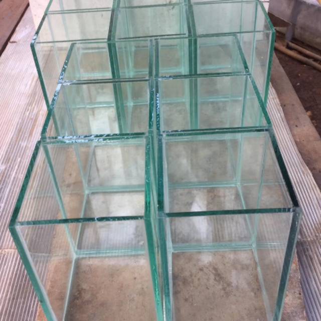 Soliter ikan cupang soliter selfie aquarium ikan cupang aquarium mini