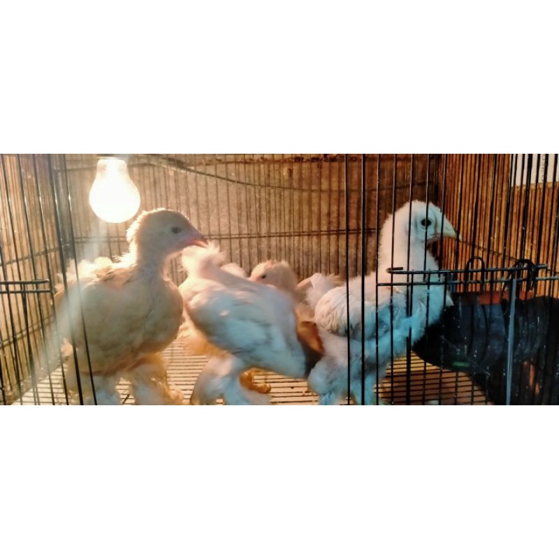 Ayam Brahma Jumbo Super Original