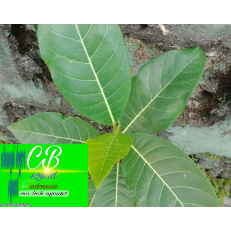 

daun awar awar/Ficus septica 100gram