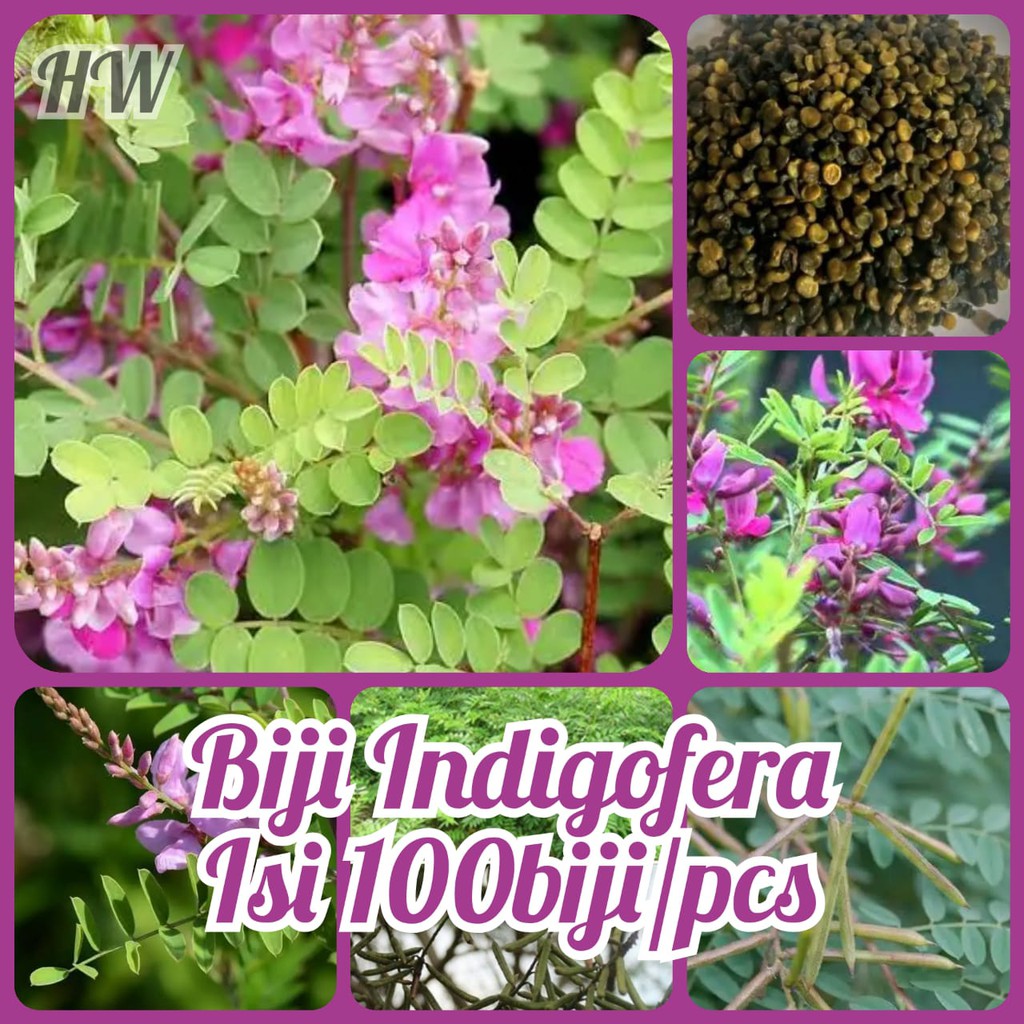 Biji bunga INDIGOFERA