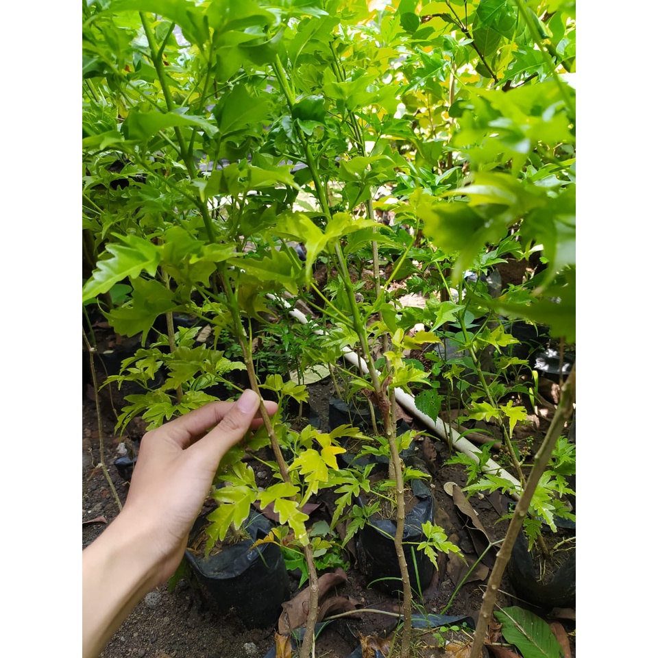 [STOCK TERBATAS] Bibit Tanaman Pohon Kayu Cendana Wangi NTT - Bali Asli TERBAIK / Bibit Cendana NTT 