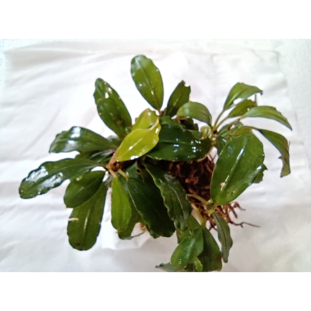 Bucephalandra Tanaman Air Aquascape - Bucephalandra Wabikusa