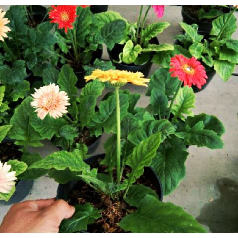 KOKEDAMA GERBERA HOLAND