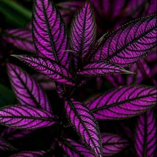 tanaman hias indor/outdoor jenis persian shield