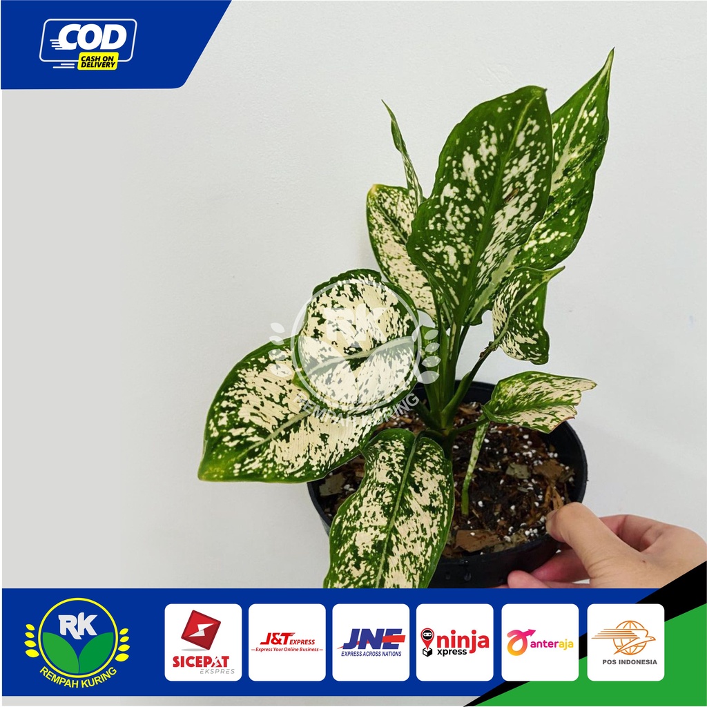 Aglonema silver blanceng sri rejeki Aglonema Snow White Tanaman hias aglonema snow white dewasa Remp