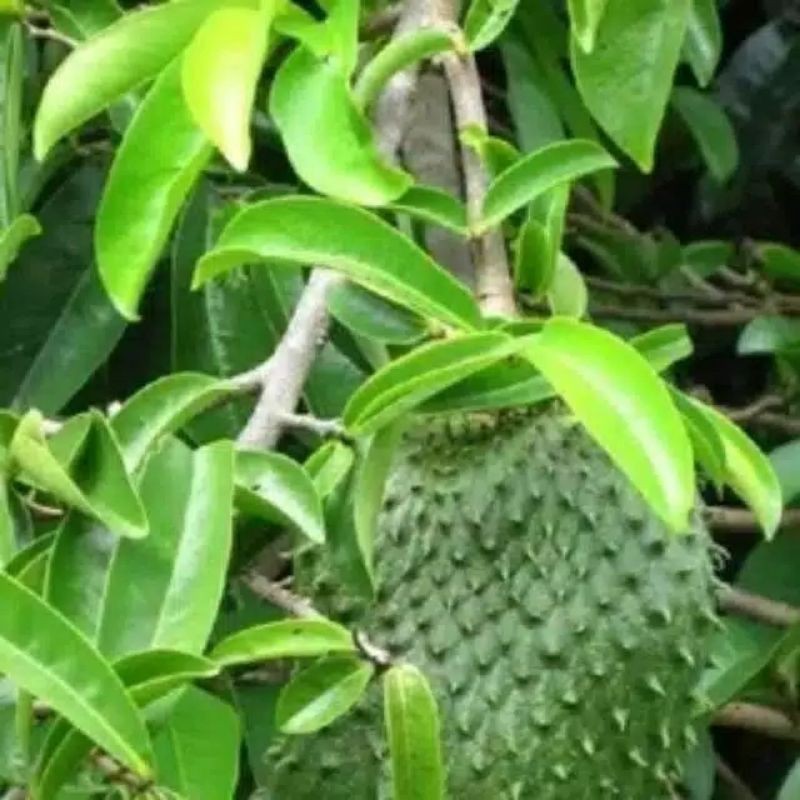 

daun sirsak segar