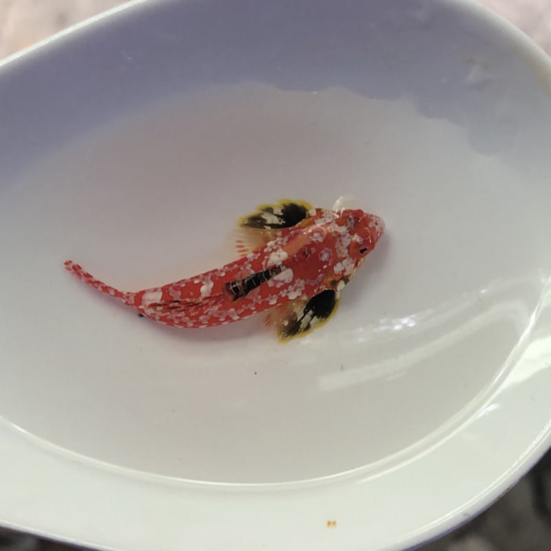 

ikan hias laut mandarin sanur merah