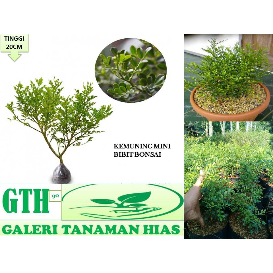 Tanaman hias kemuning mini -kemuning mini bibit bonsai