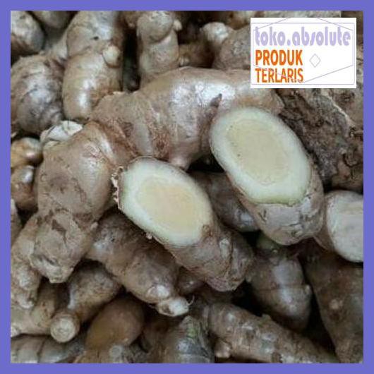 

6E64S6- Kunyit / Temu Putih Segar 1Kg Curcuma Zedoaria Herbal Kanker 76Rdy-