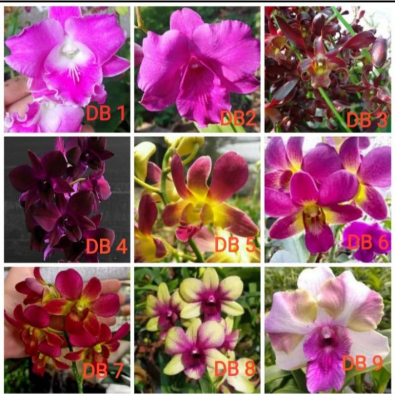 CUCI KEBUN Anggrek afkir remaja Dendrobium