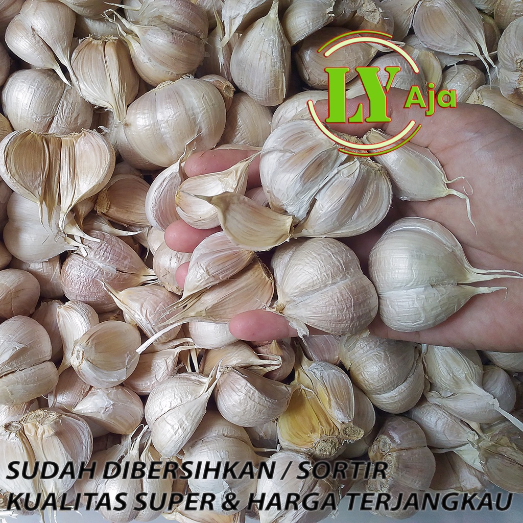 Bawang Putih Kating BERSIH Pretelan 1 Kg 1Kg Kualitas Super LY Aja