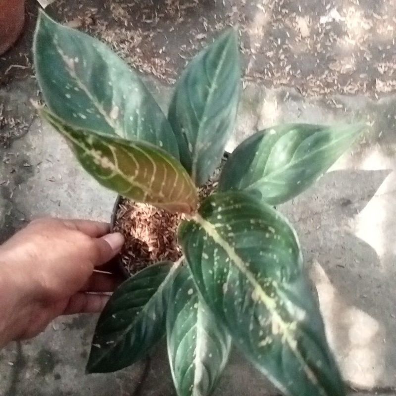 aglonema hot lady black