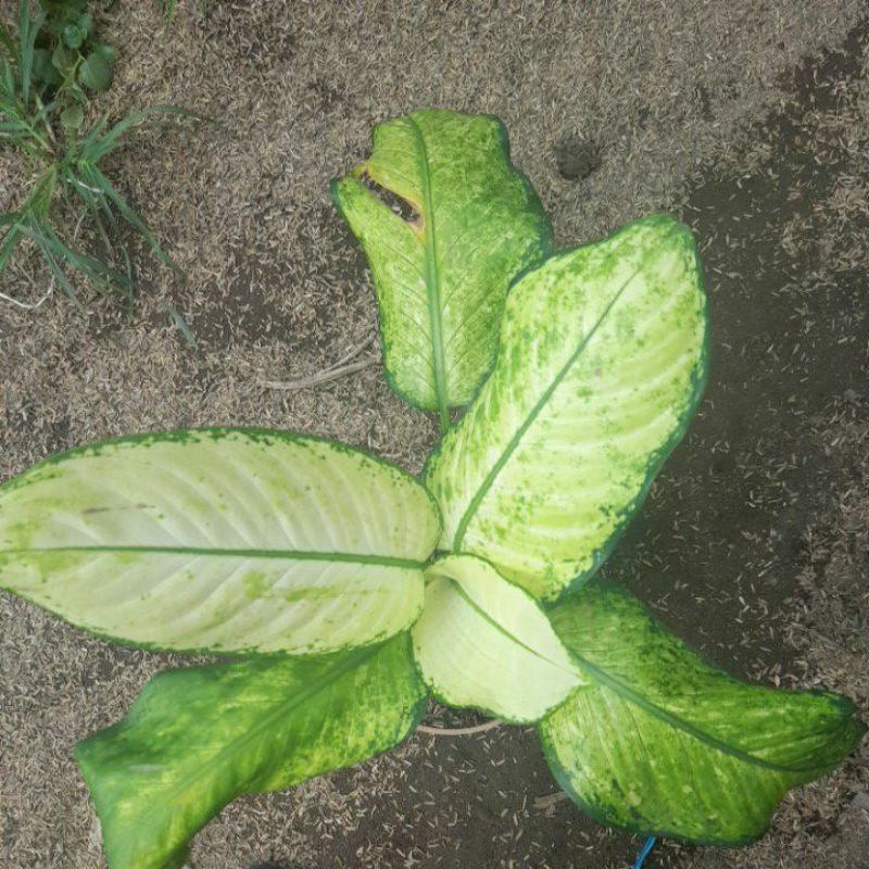 Tanaman hias aglonema difen/diven/dipen putih cantik murah