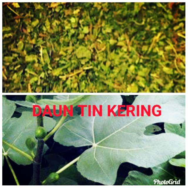 

Daun Tin kering asli