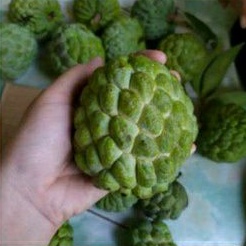 

Buah Srikaya / Sarikaya Per Buah