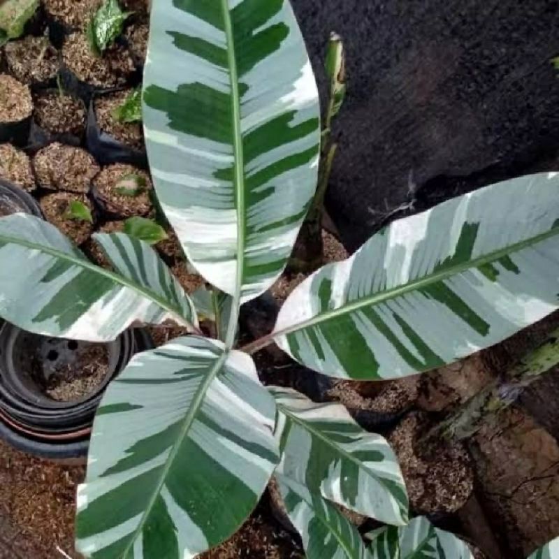 PROMO tanaman koleksi Bibit Pohon Pisang Florida Musae / Bonggol Pohon Pisang varigata Florida bibit