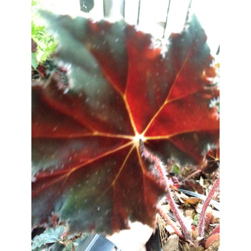 pohon Begonia black velvet/Begonia black Velvet/tanaman hias begonia hitam