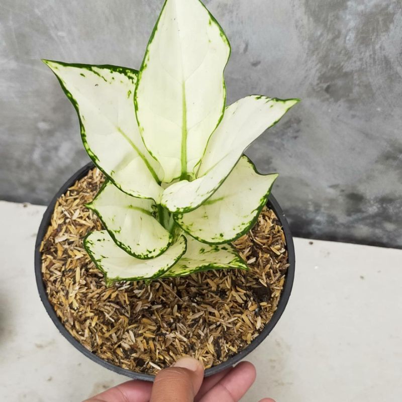Tanama  hias aglonema super white anakan - bibit aglonema super white