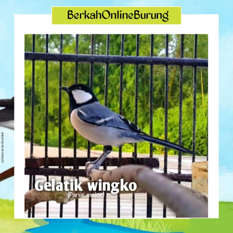 Burung Gelatik Wingko Kecil Pipi Putih Bahan