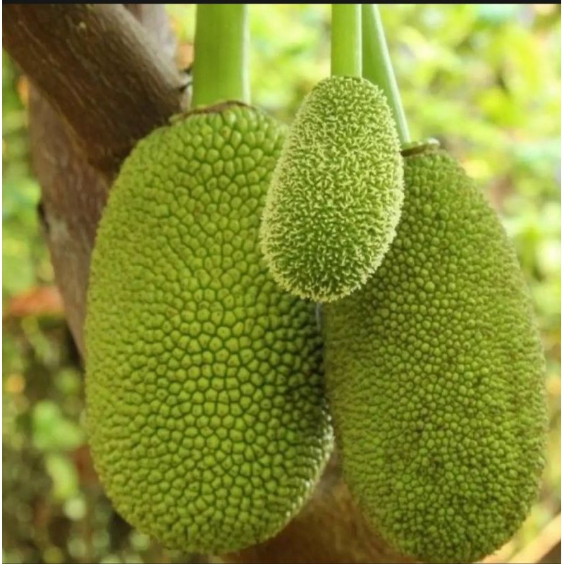 

Nangka muda Nangka sayur utuh 1kg