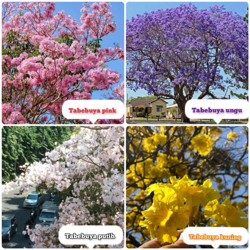 Bibit Tanaman Pohon Bunga Tabebuya 1 Meter Up