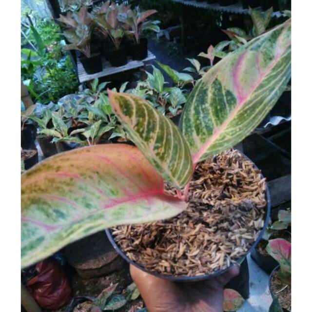 aglonema madam suroyo -yusufflorra