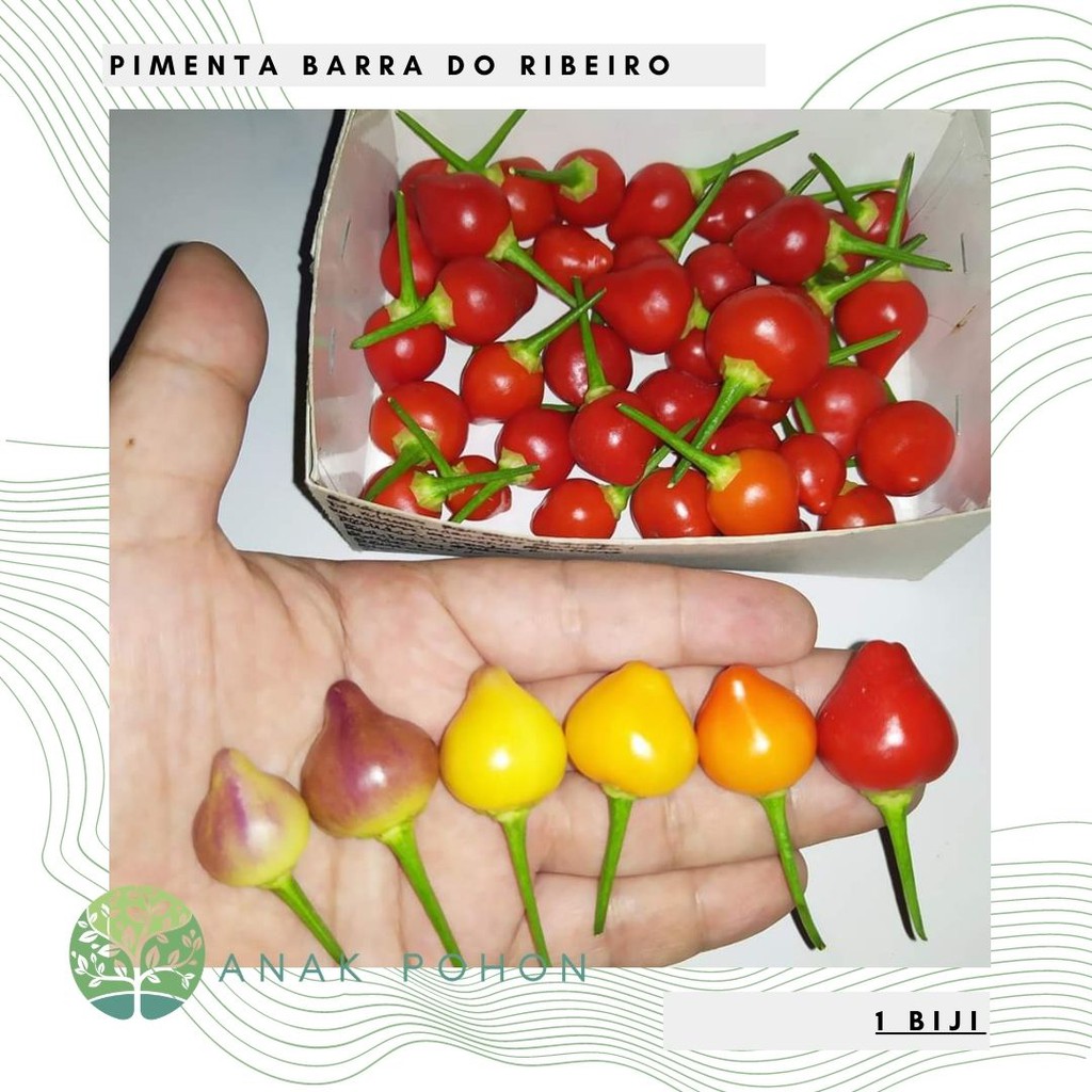 Benih Bibit Biji - Cabai Pimenta Barra do Ribeiro Cabe Rainbow Pepper Seeds