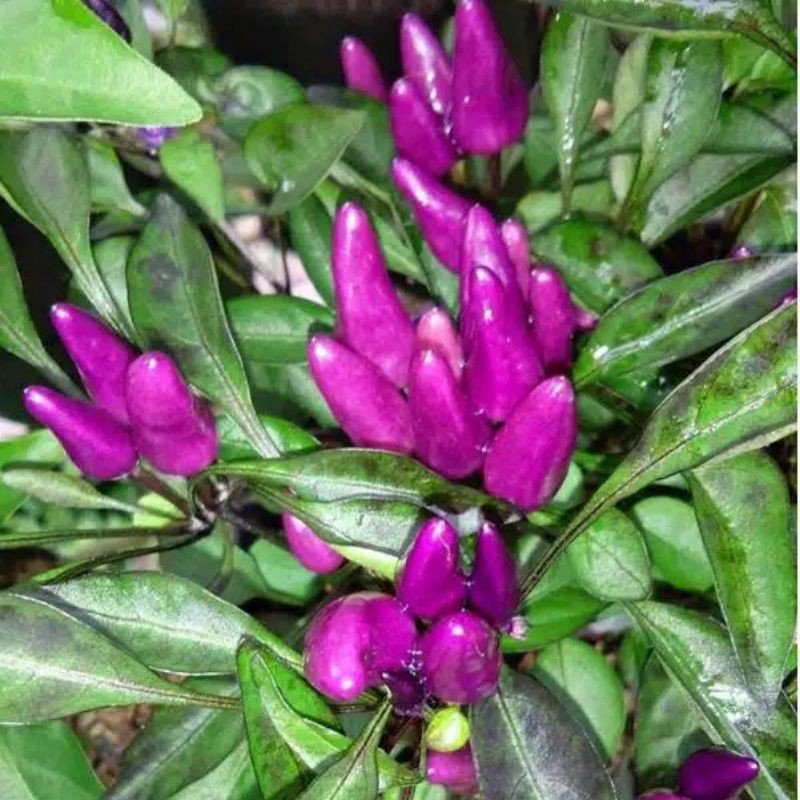 3 Benih Cabe Hias Purple Candle free sedap malam