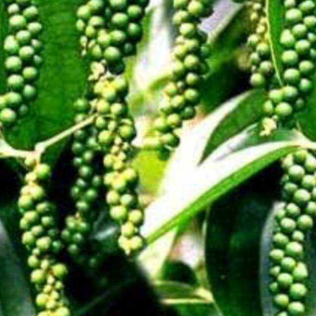 BUAH MERICA HUTAN ATAU KARUK SIRIH LANANG 500GRAM