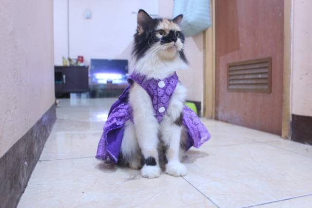 Dress satin renda ungu lucu untuk kucing dan anjing / baju kucing murah size S-XL