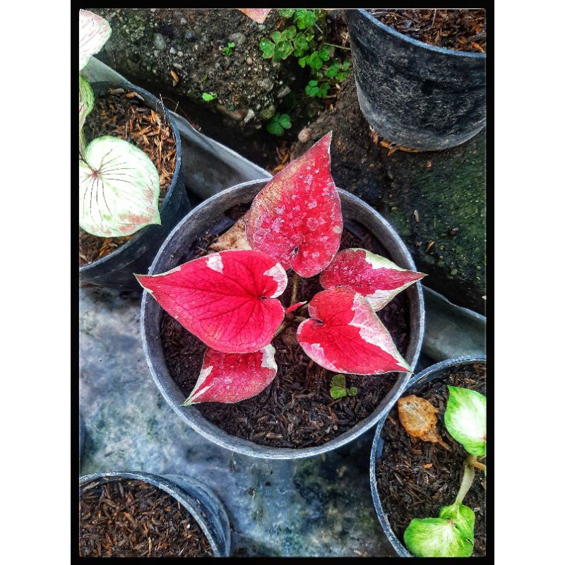 Tanaman Hias Keladi/Keladi Dwi Warna (Bibit dan Remaja)