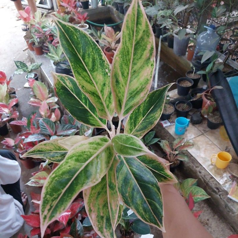 Aglonema lipstik khanza/dewasa