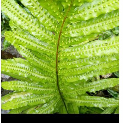 Tanaman hias pakis hutan jumbo /bentol