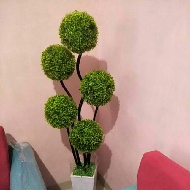 Bonsai Sudut / Bunga Sudut