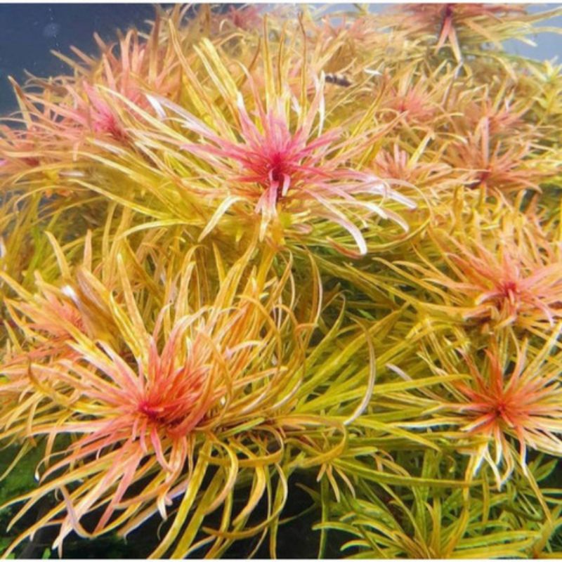 ludwigia inclinata var cuba ( 20 batang ) tanaman aquascape