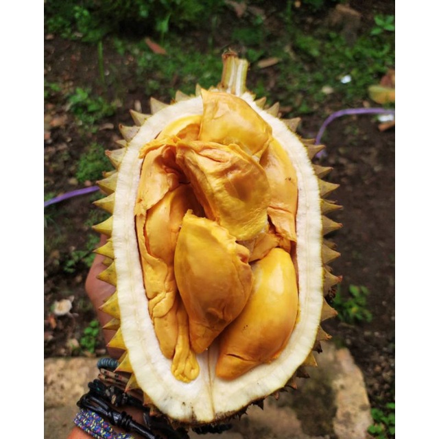 Bibit Durian Lay Super terlaris