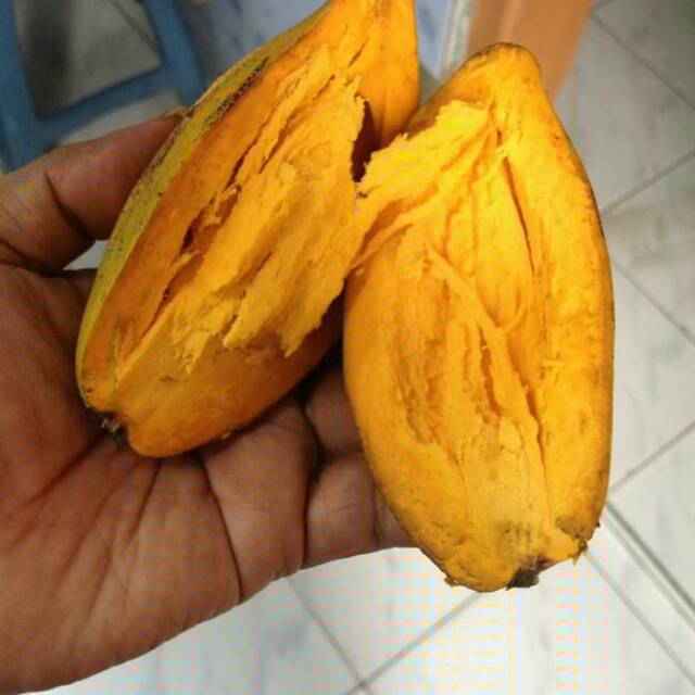 Bibit buah sawo belanda - sawo alkesa