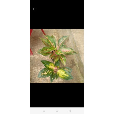 paket aglonema arjuna dan kocin kuning