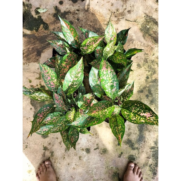 aglonema rumpunan