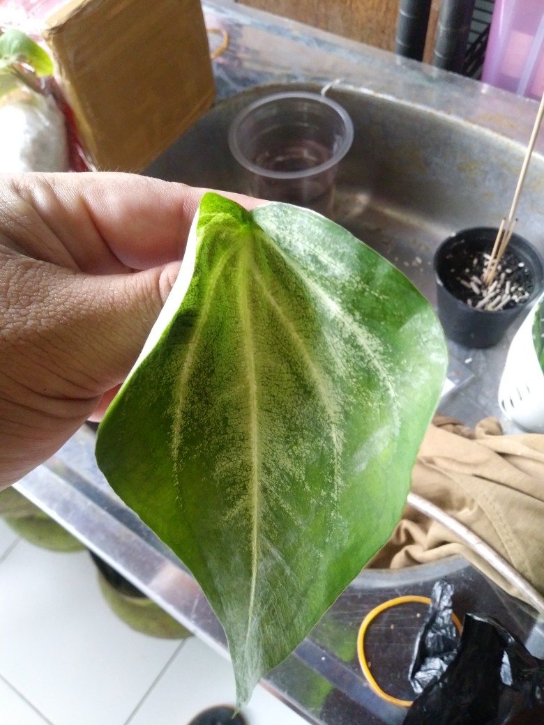 Tanaman Hias Tisu Wayang Cantik Tanaman Hias