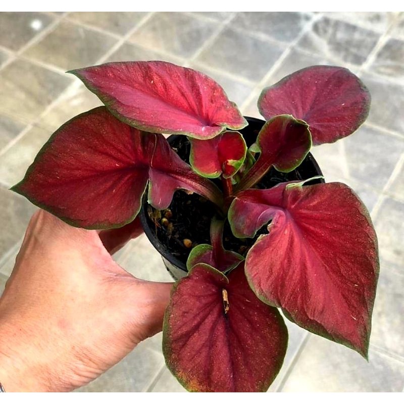 Keladi Red Jaguar Doble Leaf { Daun Ganda } Tanaman Hias Caladium / Keladi Red Jaguar Anakan Daun Ga